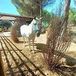 Family House Cup- Quinta Pinheirinhas Guest house Tomar