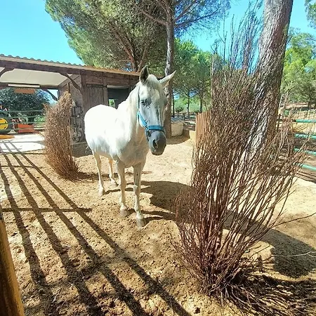 Family House Cup- Quinta Pinheirinhas Feriehus Tomar