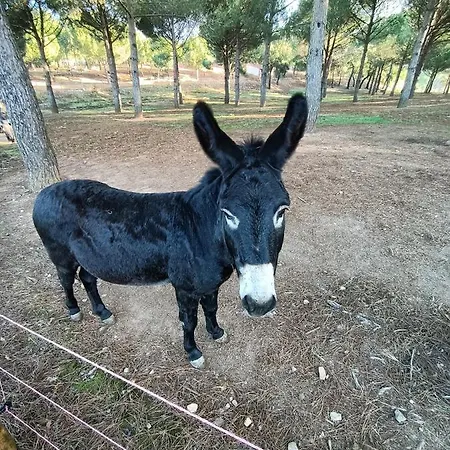 Quinta Pinheirinhas Pensión 4*