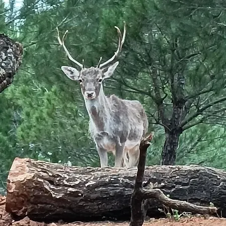 Family House Cup- Quinta Pinheirinhas Tomar